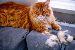 Orange cat sitting on a couch next to some fur that was shed
