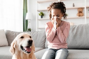 A little girl sitting on a couch sneezing with a dog next to her